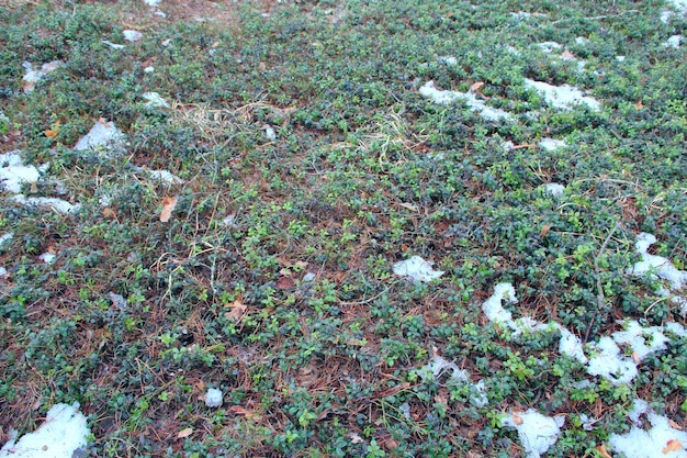 Vaccinium vitisidaea bajo la nieve en el bosque de primavera Plantas de arándano en madera de primavera