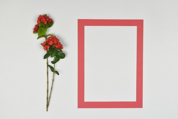 Vacie el marco de papel fotográfico en blanco con las flores rojas de la espiga en el lado.