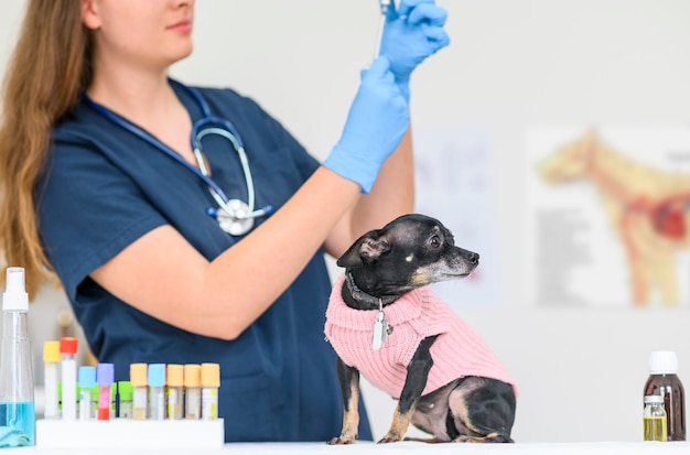 Foto vacinação de animais conceito veterinária feminina aplica a vacina em cachorrinhos na clínica veterinária