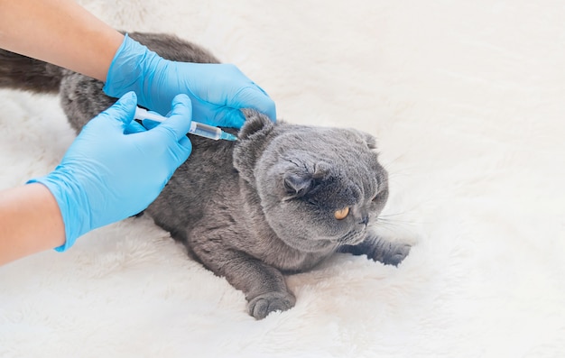 Vacinação de gatos. Foco seletivo de medicina veterinária.