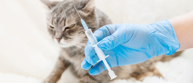 Foto vacinação de gatos. medicina veterinária