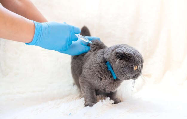 Vacinação veterinária de gatos foco seletivo animal