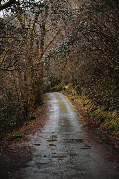 Vacío estrecho camino de tierra que atraviesa un espeso bosque deshojado en un frío día de otoño