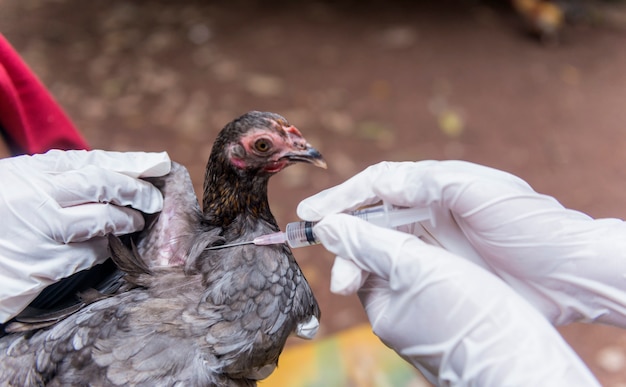 Foto vacuna veterinaria inyectable al pollo para prevenir enfermedades avícolas.