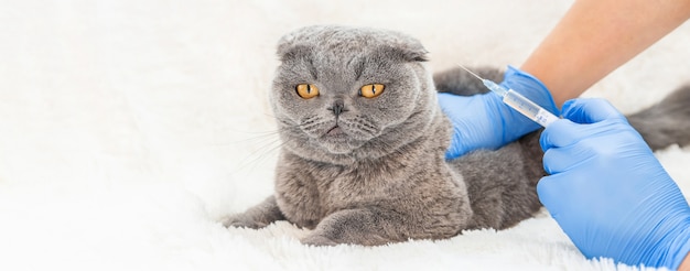 Vacunación de gatos. Medicina Veterinaria