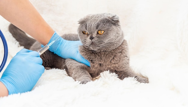 Vacunación veterinaria de gatos Enfoque selectivo