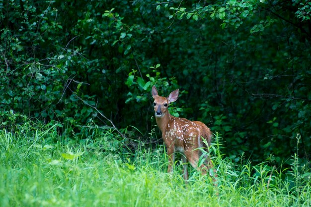 Vadnais Heights, Minnesota. Bosque de John H. Allison. El venado cola blanca, Odocoileus virginianus. Cervatillo escondido en el bosque.