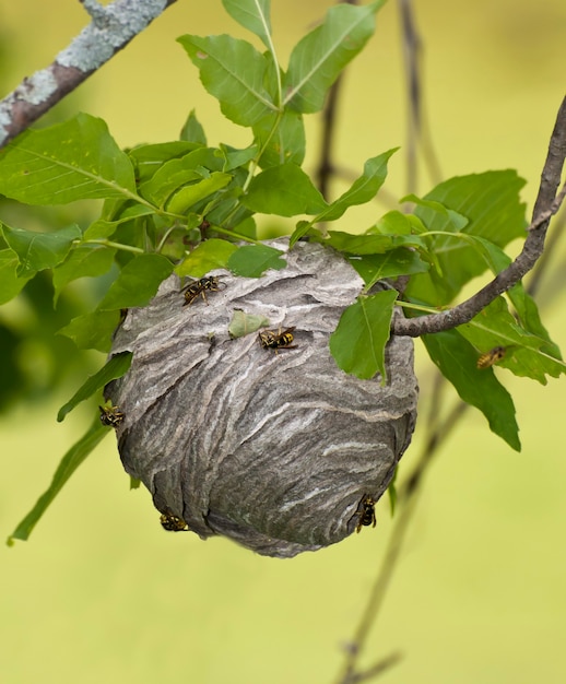 Vadnais Heights, Minnesota. Floresta de John H. Allison. Jaqueta-amarela aérea, "Dolichovespula arenaria" construindo um novo ninho.