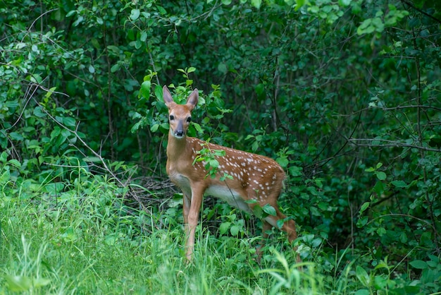 Vadnais Heights, Minnesota. John H. Allison Wald. Weißwedelhirsche, Odocoileus Virginianus. Rehkitz versteckt sich im Wald.