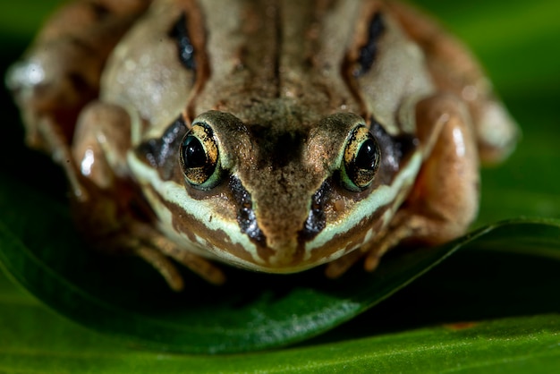 Vadnais Heights, Minnesota. Sapo de madeira, Rana sylvatica na folha verde.