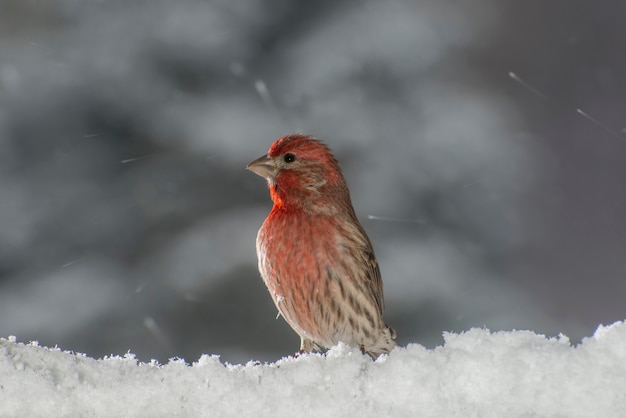 Vadnais Heights, Minnesota. Tentilhão doméstico masculino Carpodacus mexicanus sentado em um galho coberto de neve em uma nevasca de inverno.