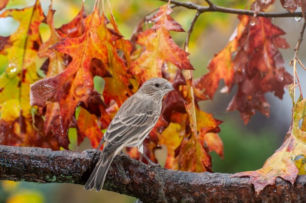 Vadnais Heights, Minnesota. Weiblicher Hausfink, Carpodacus Mexicanus thront auf einem Ast mit schöner Herbstfarbe.