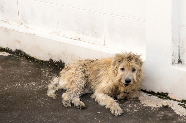 Vagabundhocke außerhalb des aufpassens, entlang der kamera anzustarren. der hund, der fotografen, streunenden hund, obdachlosen hund betrachtet