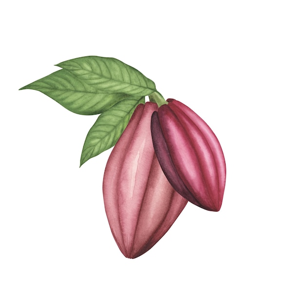 Vagem de cacau Ruby madura com grãos isolados em ilustração branca de desenho de mão em aquarela para pôster de embalagem de chocolate