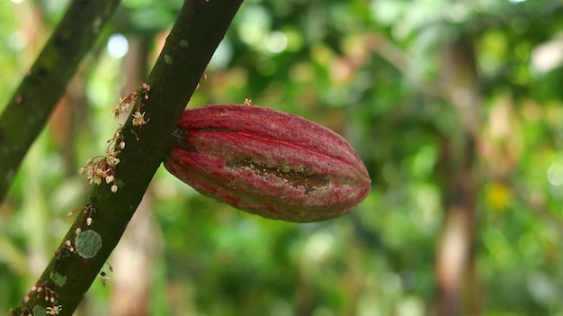 Vagem de cacau vermelha em árvore no campo Cacao Theobroma cacao L é uma árvore cultivada em plantações