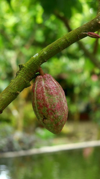 Vagem de cacau vermelha em árvore no campo Cacao Theobroma cacao L é uma árvore cultivada em plantações