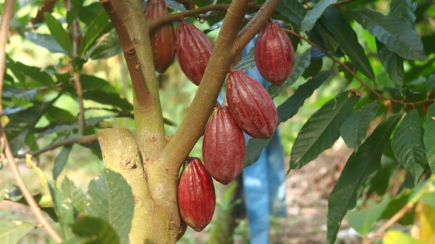 Vagem de cacau vermelha em árvore no campo Cocoa Theobroma cacao L é uma árvore cultivada em plantações