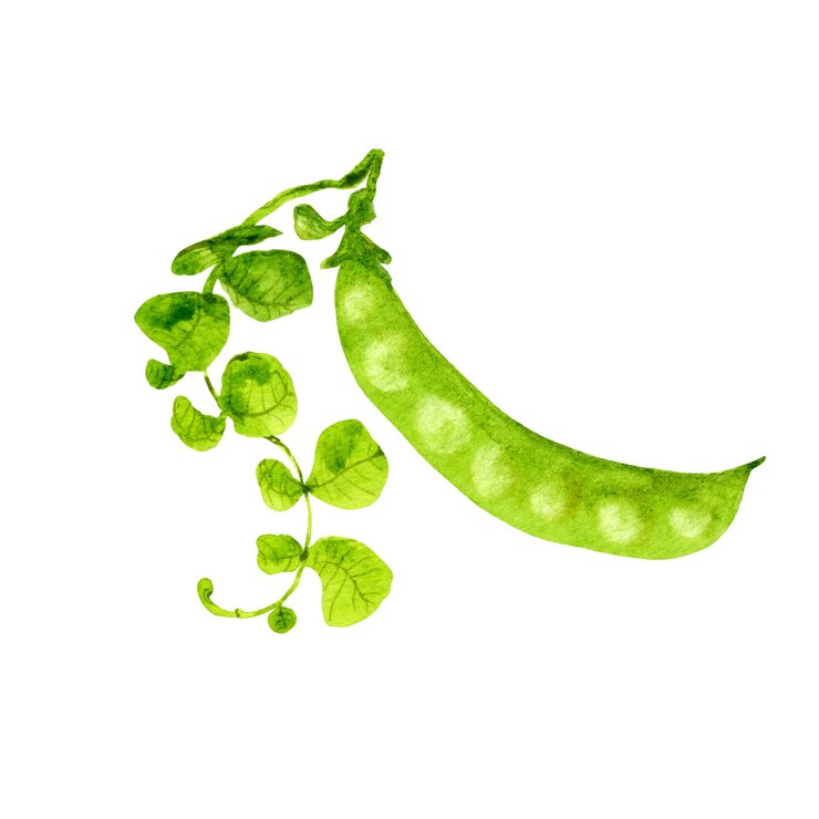 Vagem de ervilhas verdes. Ilustração em aquarela. Desenho vegetal em fundo branco.
