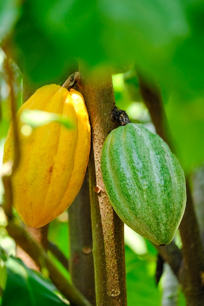 Vagens de cacau amarelas e verdes crescem na árvore - a fazenda de chocolate orgânico da planta da árvore de cacau