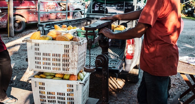 Vagens de cacau em uma cesta de frutas na balança antiga antes de levá-la para o carro pickup