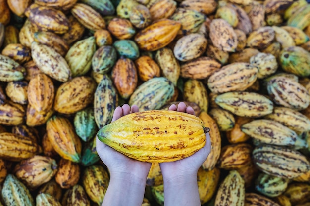 Vagens de cacau frescas à disposição