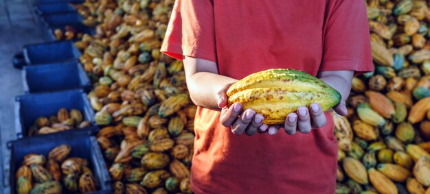 Vagens de cacau maduras amarelas na mão do agricultor cacau fazenda de chocolate orgânico fundo de vagens de cacau