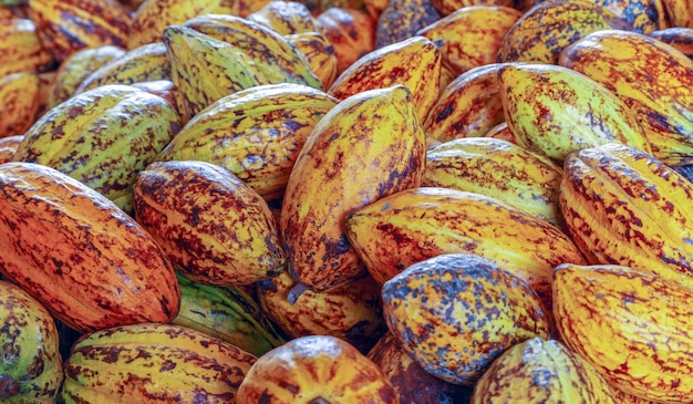 Vagens de cacau maduras ou frutos de cacau amarelo Colheita de grãos de cacau para enviar à fábrica de chocolate