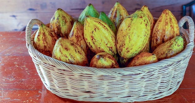 Vagens de cacau maduras ou frutos de cacau amarelo Colheita de grãos de cacau para enviar à fábrica de chocolate