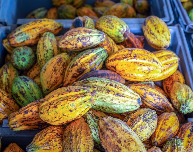 Vagens de cacau maduras ou frutos de cacau amarelo Colheita de grãos de cacau para enviar à fábrica de chocolate