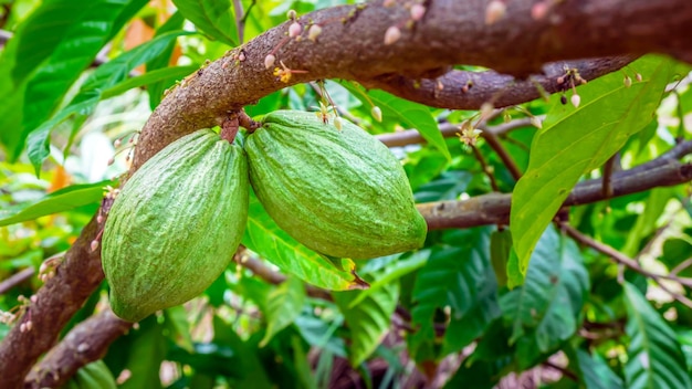 Vagens de cacau verde cru colhendo frutas de cacau de cor verde penduradas em uma árvore de cacau