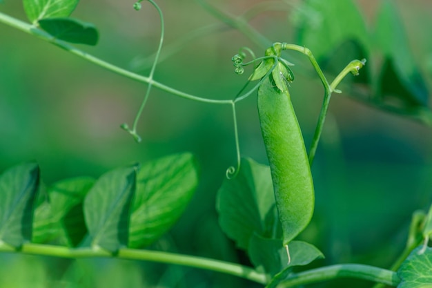 Vagens de ervilhas verdes em galhos com folhas