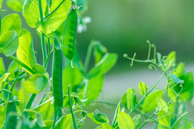 Vagens de ervilhas verdes em galhos com folhas