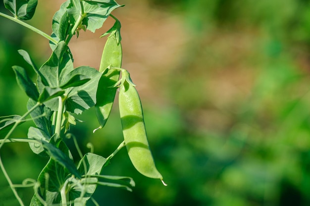 Vagens de ervilhas verdes em galhos com folhas