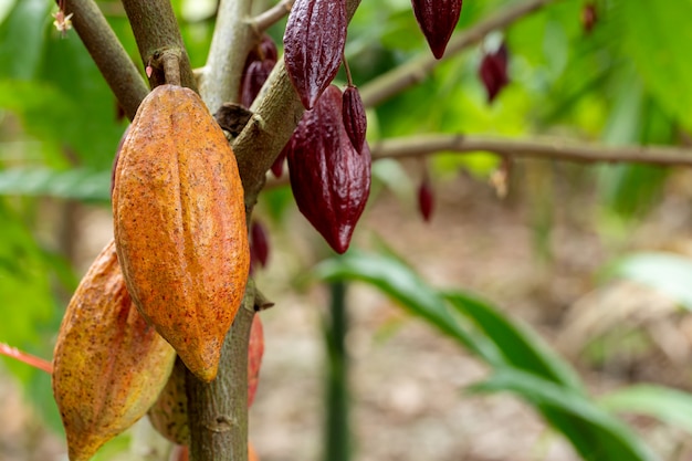 Vagens de frutas orgânicas de cacau na natureza.