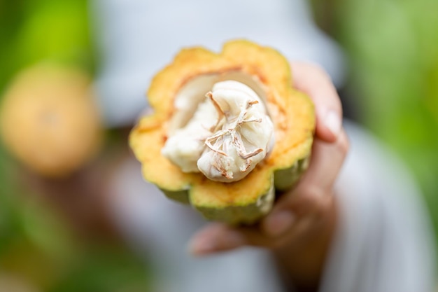 Vagens de frutas orgânicas de cacau na natureza