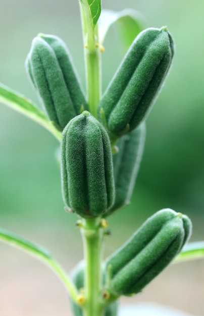 Vagens de gergelim verde na natureza