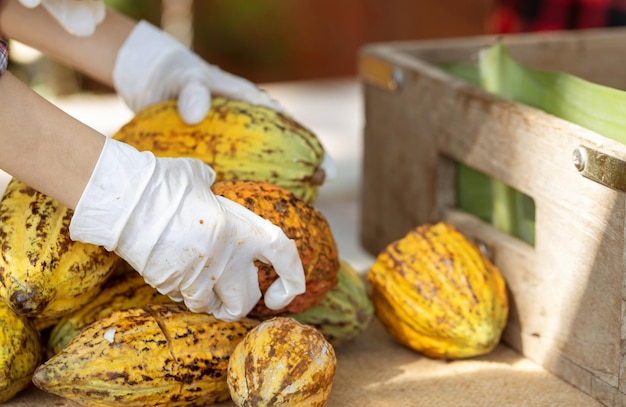 Vaina de cacao fresca cortada exponiendo las semillas de cacao, con una planta de cacao en segundo plano.