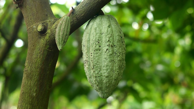 vaina de cacao joven verde en el árbol en el campo Vainas de cacao que se ven frescas y brillantes al sol de la mañana