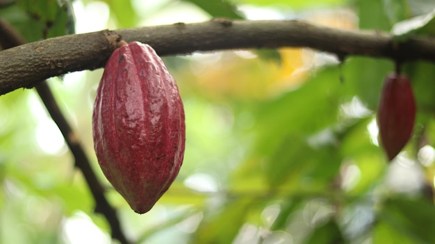 Foto vaina de cacao roja en el árbol en el campo cacao o theobroma cacao l es un árbol cultivado en plantaciones
