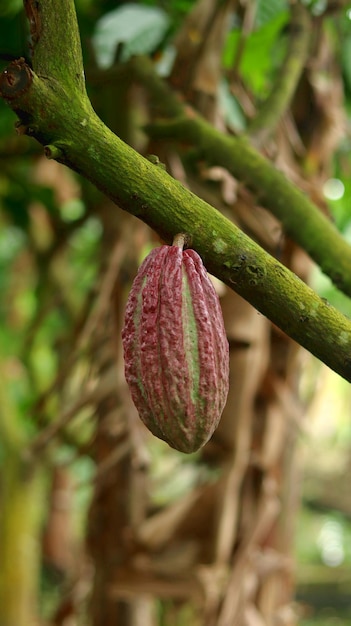 Vaina de cacao roja en el árbol en el campo Cacao Theobroma cacao L es un árbol cultivado en plantaciones