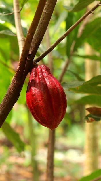 Vaina de cacao roja en el árbol en el campo. El cacao (Theobroma cacao L.) es un árbol cultivado en plantaciones.