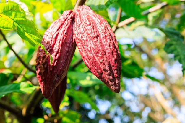 Foto la vaina de cacao roja en el árbol en el campo cocoa theobroma cacao l es un árbol cultivado en las plantaciones del norte de tailandia de cerca enfoque selectivo