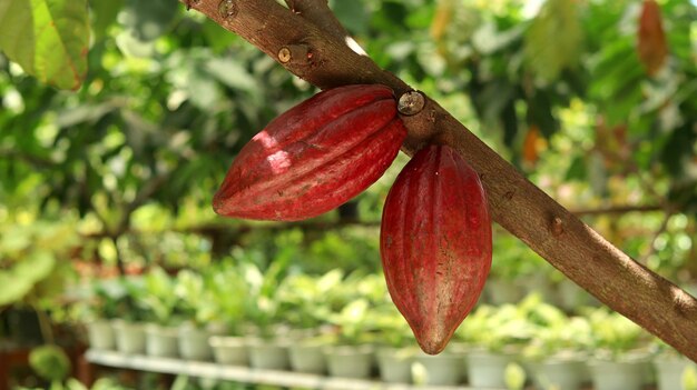 Vaina de cacao rojo en el árbol en el campo Cacao Theobroma cacao L es un árbol cultivado en plantaciones