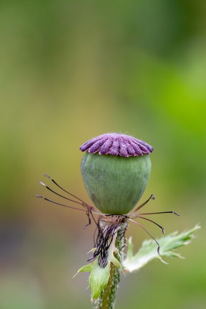 Vaina de fotografía macro de flor papaver en un día de verano