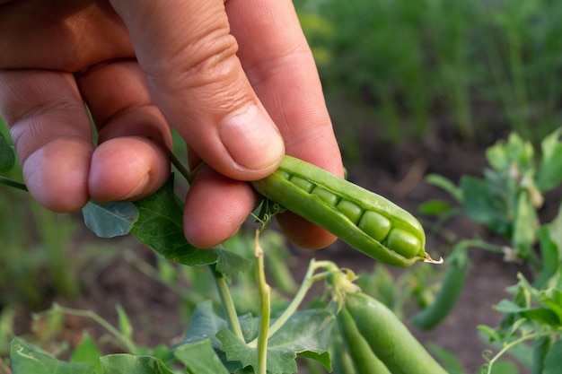 Una vaina de guisante abierta en la mano de un macho Guisantes verdes maduros en una rama en el jardín Alimentos para vegetarianos Cultivo de vainas de guisantes verdes frescas Selección de guisants al aire libre