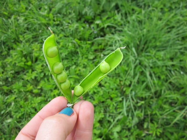 Vaina de guisantes verdes en una mano sobre fondo de hierba de verano