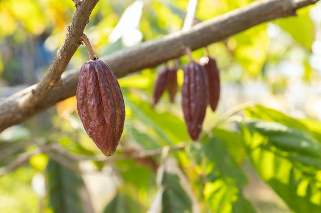 Las vainas de cacao crecen en los árboles