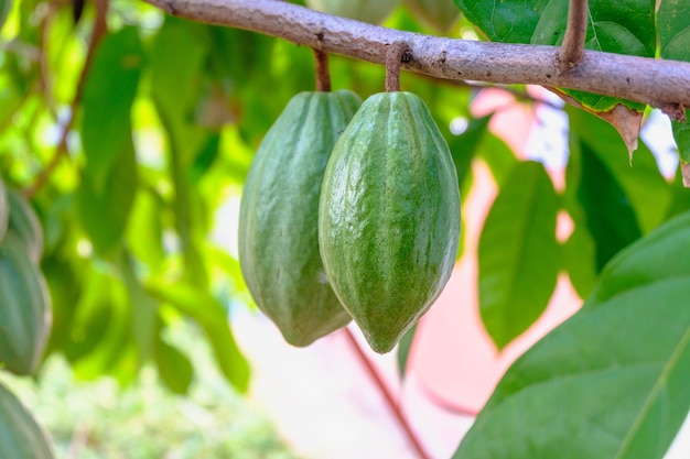 Vainas de cacao crudo y árboles frutales de cacao en la plantación de cacao.