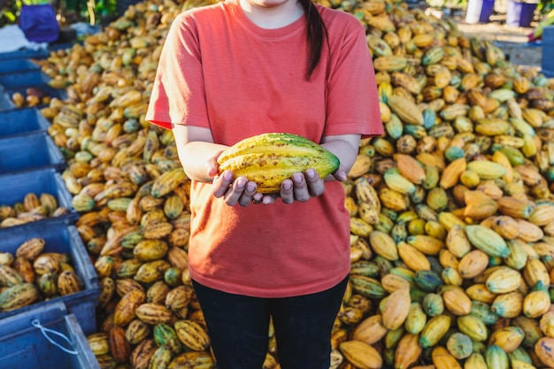 vainas de cacao frescas en la mano