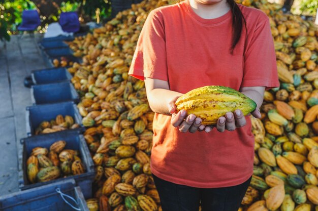 Vainas de cacao frescas en la mano